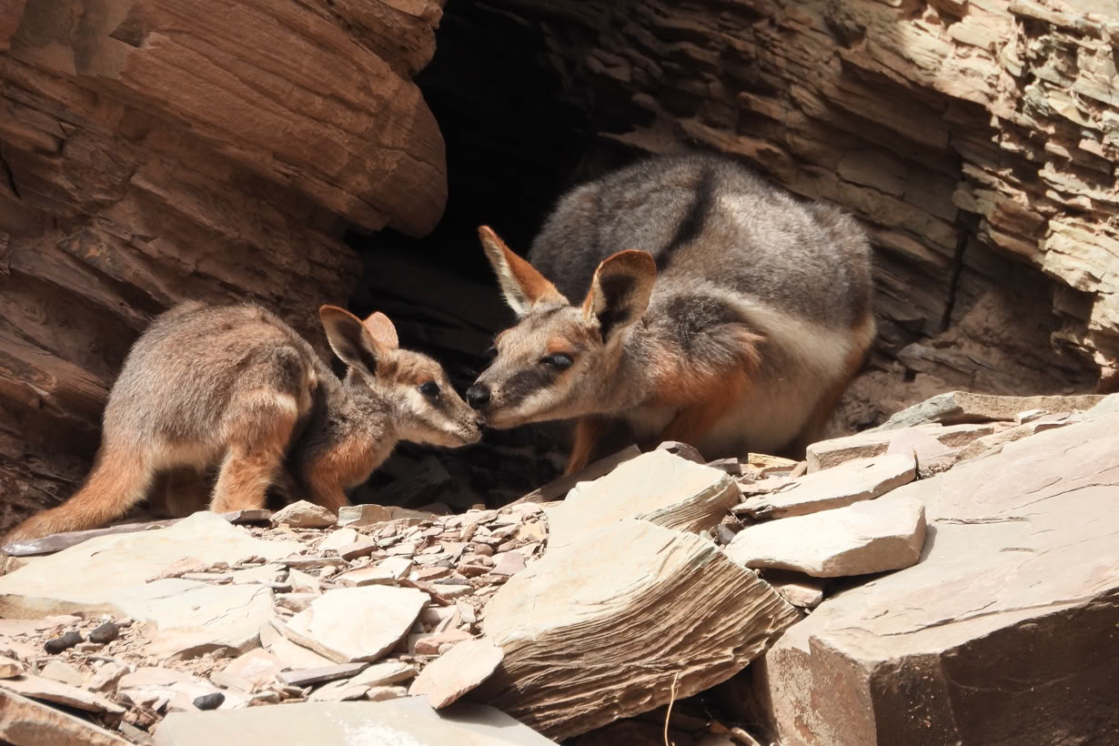 Flinders Ranges 3 day tour