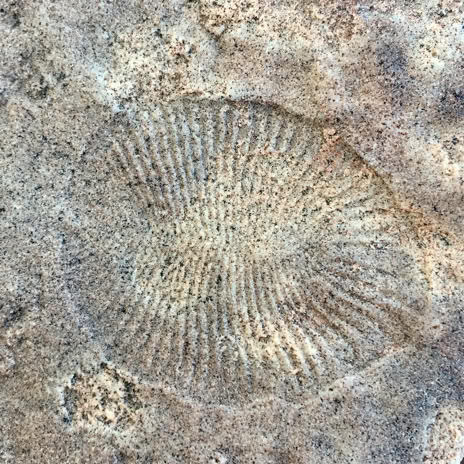 Flinders Ranges Ediacaran Fossils Flinders Ranges Ediacaran Fossil tour - world heritage bid