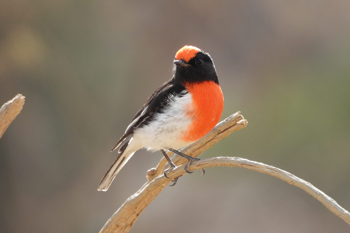 Flinders Ranges Tours bird watching, birding tour