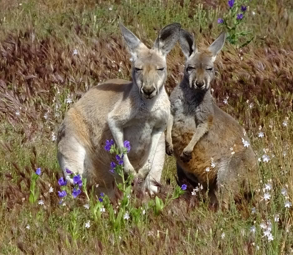 Flinders Ranges Tours from Adelaide Flinders Ranges Tours from Adelaide Kangaroo