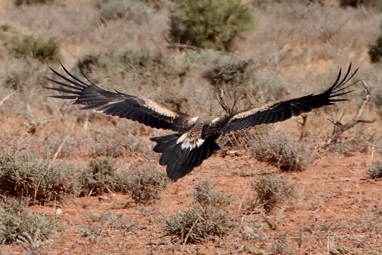 Flinders Ranges Tours from Adelaide Wedge tailed eagle Flinders Ranges Tours from Adelaide 4 day tour